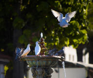 palomas bebiendo en una fuente