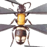 aureo_insectos.gif (18875 bytes)