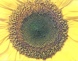 En el girasol aparecen espirales formadas por una cantidad de semillas que es siempre un número de la sucesión de Fibonacci.