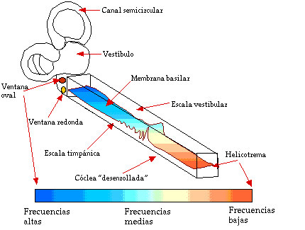 La membrana basilar se comporta como un "anlisis de Fourier", es decir, descompone la onda compleja en distintas ondas simples.